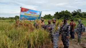 Membawa Manfaat, Sulap Lahan Kosong Jadi Pertanian Padi Lanal Dumai