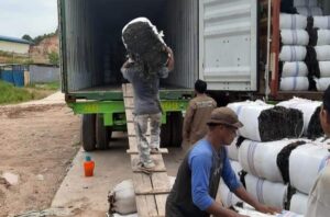 Rumput Laut Kepulauan Riau Primadona Pasar Dunia