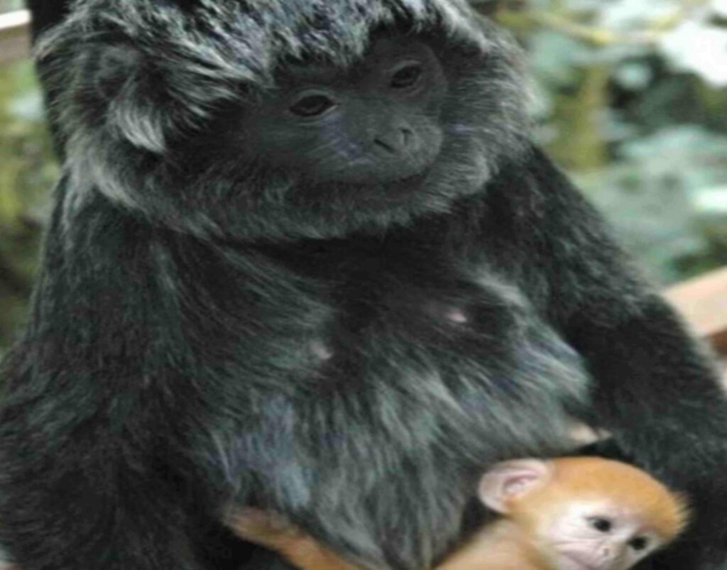 lutung natuna