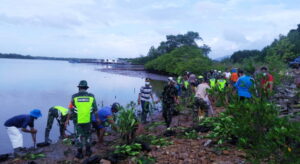 Pulihkan Kelestarian Lingkungan Kodim Natuna Tanam Magrove Dan Pohon Ketapang