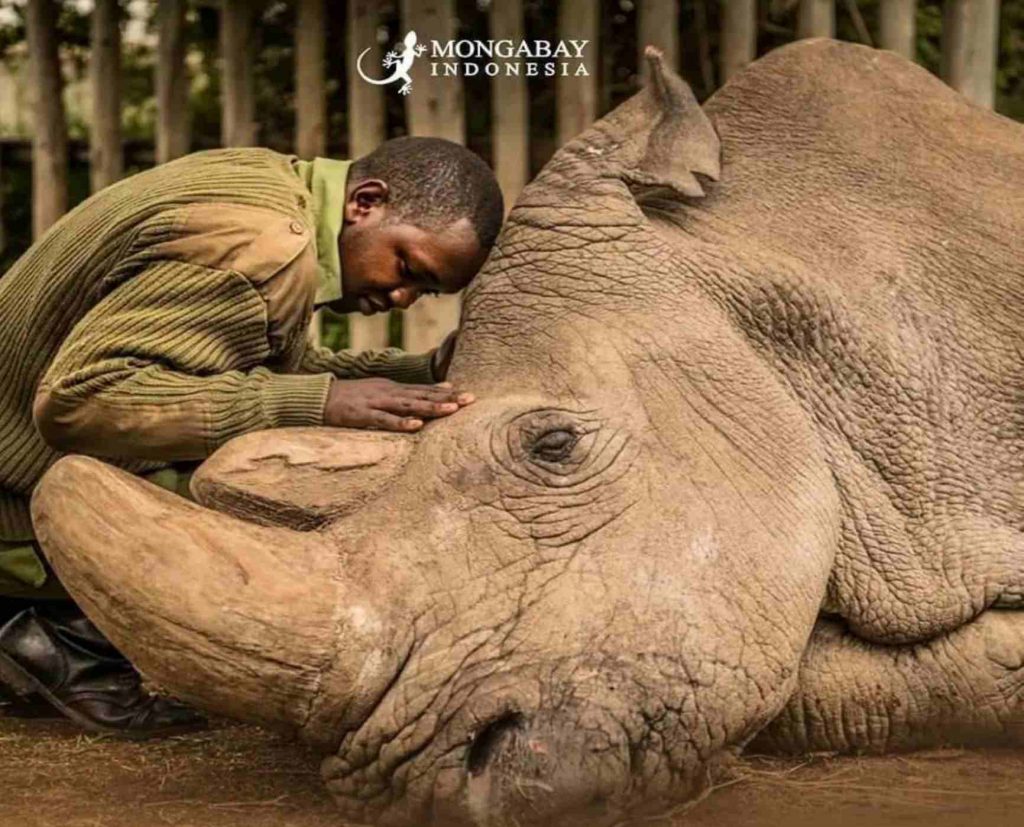 Badak putih utara atau atau northen white rhinoceros
