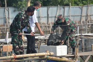 Berhasil, TNI AL Panen Ikan Kerapu di Tambak Masyarakat Binaan