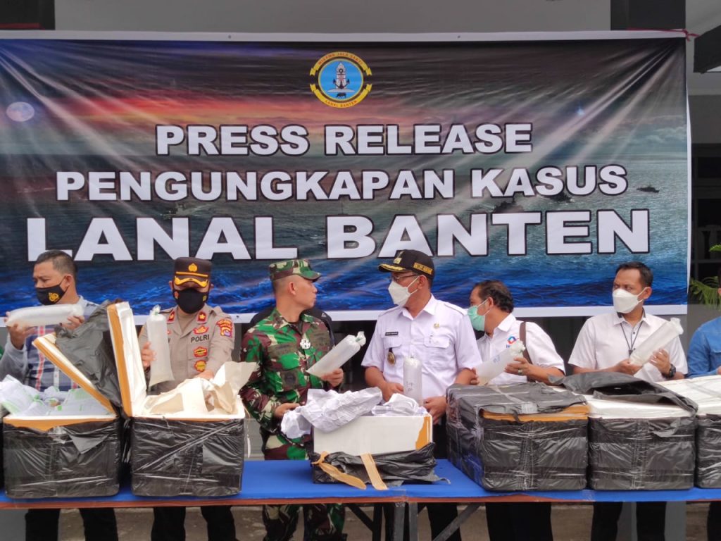 TNI AL Gagalkan Penyeludup Benur Senilai Miliaran Rupiah Akan dikirim ke Vietnam