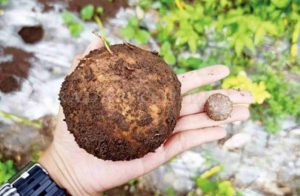 Andalan Dunia Tanaman Porang Potensi Cuan Besar, Yuk Bercocok Tanam