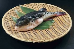 Ini Faktanya Ikan Buntal Tak Bisa Dimakan Beracun