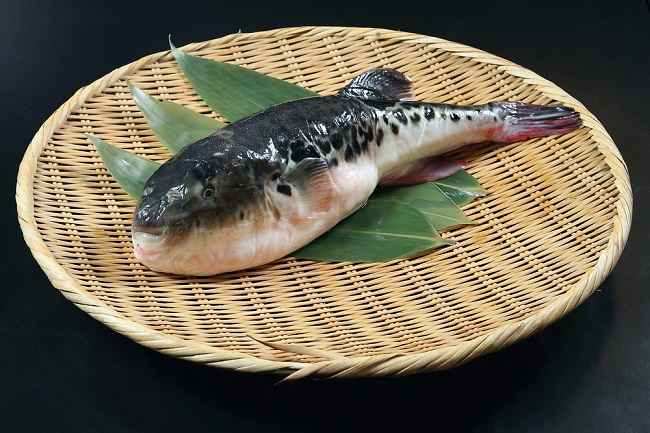 Ini Faktanya Ikan Buntal Tak Bisa Dimakan Beracun