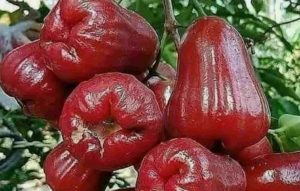 NEWS VIDEO: Jambu Citra Madu Buah Ketekunan Petani Lingga Kini Nikmati Hasil Panen