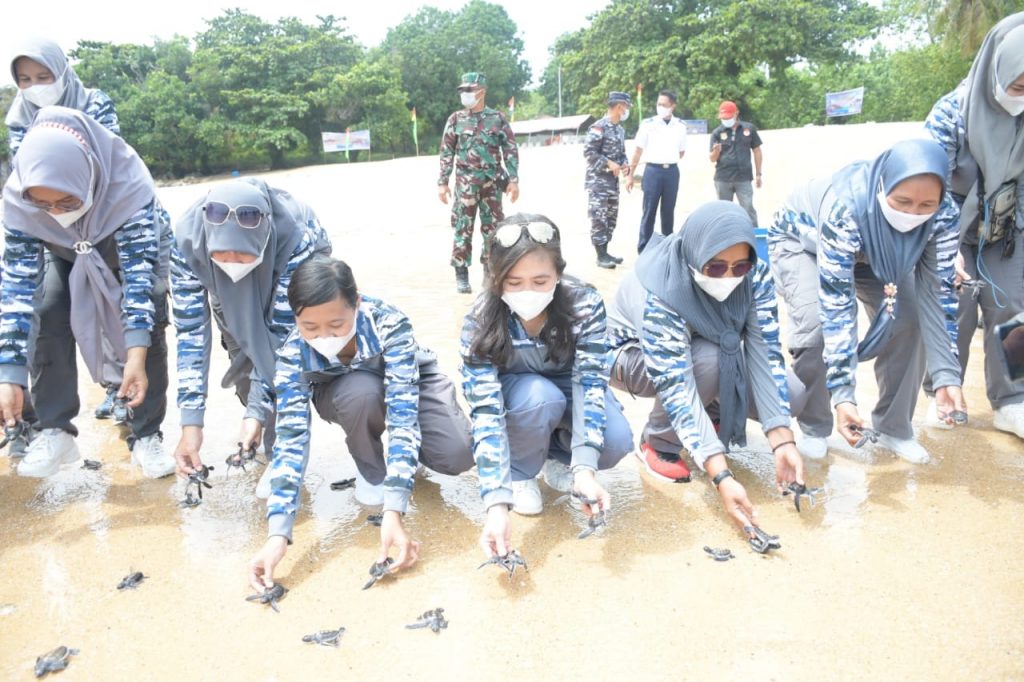 TNI AL Melepas Penyu Hijau Satwa Langka Ke Pulau Jemur