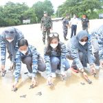 TNI AL Melepas Penyu Hijau Satwa Langka Ke Pulau Jemur