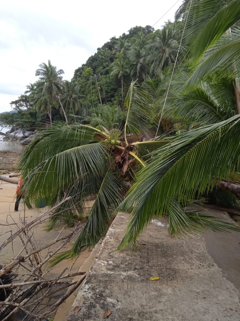 pohon tumbang