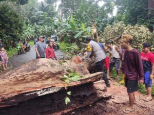 Bhabinkamtibmas Polsek Siantan Bantu Warga Evakuasi Pohon Tumbang