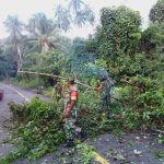 Babinsa Koramil Palmatak Gotong Royong Bersihkan Pohon Tumbang di Teluk Bayur