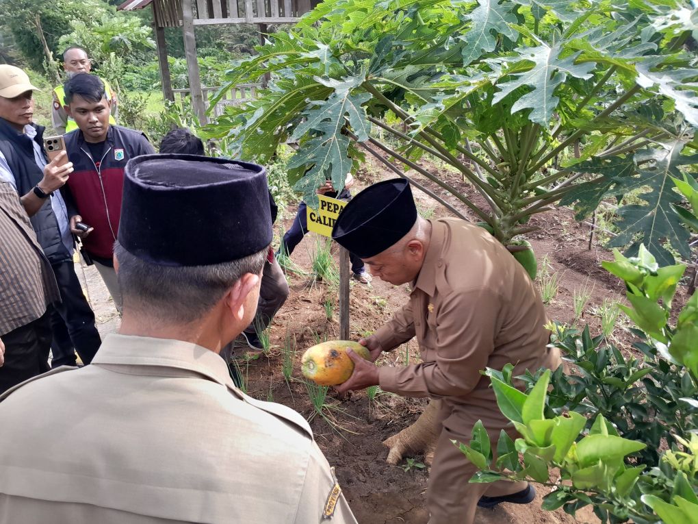 Bupati juga sempat memetik buah pepaya di kebun milik Marsekal Pertama TNI Fairlyanto.