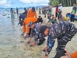 TNI AL dan Masyarakat Serasan Lepasliarkan 170 Tukik dalam Aksi Nyata Pelestarian Lingkungan