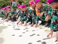 TNI AL dan Marinir Lestarikan Ekosistem Laut dengan Pelepasan Tukik di Pulau Berhala