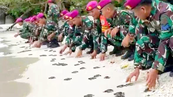 Dalam upaya menjaga kelestarian ekosistem laut dan melindungi satwa yang terancam punah, Satuan Tugas Marinir Pengamanan Pulau Terluar (Satgasmar Pam Puter) ke-XXVIII TNI AL melepasliarkan puluhan tukik (anak penyu) di pesisir Pulau Berhala, Kabupaten Serdang Bedagai, Sumatera Utara