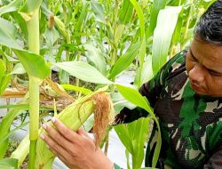 Lanal Ranai Natuna: Menanam Pangan, Menumbuhkan Harapan di Ujung Negeri
