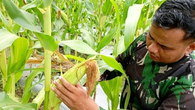 Jagung Lanal Ranai Natuna Rabu, (23/4/2025)