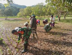 Babinsa dan Petani Serasan, Menanam Padi, Menumbuhkan Harapan di Ujung Negeri
