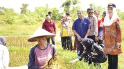 Bupati Natuna, tampak menelusuri sawah saat melakukan peninjauan panen padi diDesa Batubi Jaya, Kecamatan Bunguran Barat, Jumat (9/5/2025).