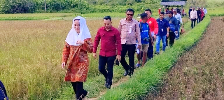 Bupati Cen Sui Lan menyusuri jalan setapak Pematang sawah