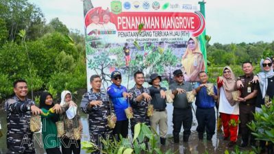mangrove