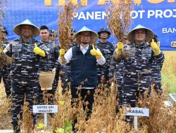 TNI AL Sukses Panen Perdana Kedelai Varietas Unggul di Banten