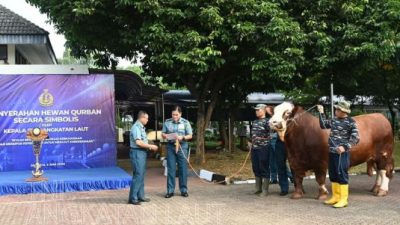 Sapi kurban angkatan laut