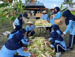 Lanud RSA Natuna Panen Jagung Pulut, Wujudkan Ketahanan Pangan Nasional