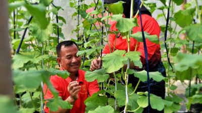 Brigif 4 Marinir/BS Sukses Wujudkan Ketahanan Pangan Terpadu di Lampung, Dukung Program Prabowo Subianto
