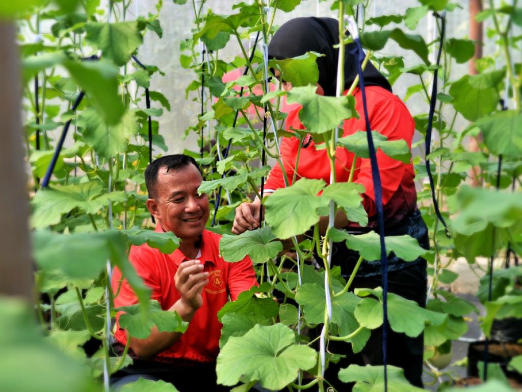 Brigif 4 Marinir/BS Sukses Wujudkan Ketahanan Pangan Terpadu di Lampung, Dukung Program Prabowo Subianto