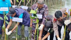 TNI AL Dan PT Vale Indonesia Tanam 2.000 Mangrove di Luwu Timur, Sinergi Nyata Jaga Ekosistem Pesisir