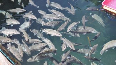 Potensi ikan krapu khas Natuna