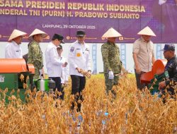 Panen Raya Kedelai Garuda Merah Putih di Lampung Dukung Swasembada Pangan Prabowo Subianto