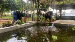 Satfib Koarmada I Kembangkan Budidaya Ikan Nila untuk Dukung Ketahanan Pangan Nasional