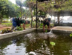 Satfib Koarmada I Kembangkan Budidaya Ikan Nila untuk Dukung Ketahanan Pangan Nasional