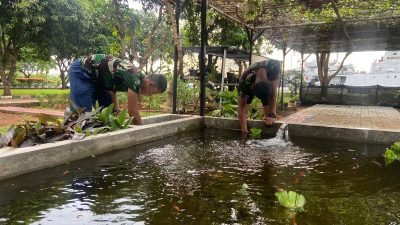 penebaran benih ikan nila