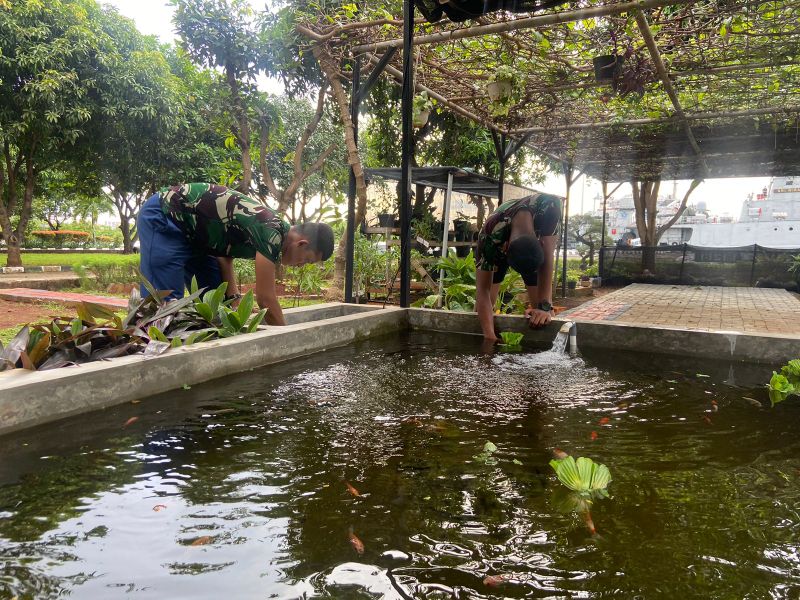 penebaran benih ikan nila