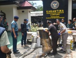 Angkatan laut berhasil tumpas penyelundupan kulit hewan