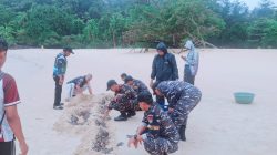 178 Tukik Penyu Merangkak Menuju Laut: Harapan Alam Natuna dari Penjaga Perbatasan
