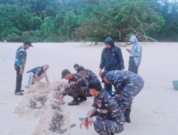 178 Tukik Penyu Merangkak Menuju Laut: Harapan Alam Natuna dari Penjaga Perbatasan
