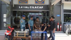 Gagalkan Penyelundupan Benih Lobster, TNI AL Selamatkan Harta Karun Laut Cilacap dari Tangan Penjarah