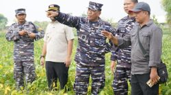 Dukung Ketahanan Pangan, TNI AL Siap Amankan Panen Raya Kedelai 1670 Hektare di Nganjuk