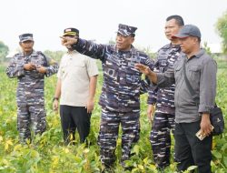 Dukung Ketahanan Pangan, TNI AL Siap Amankan Panen Raya Kedelai 1670 Hektare di Nganjuk