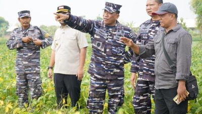 Dukung Ketahanan Pangan, TNI AL Siap Amankan Panen Raya Kedelai 1670 Hektare di Nganjuk