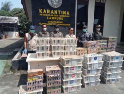 Gagalkan Penyelundupan 620 Ekor Burung di Bakauheni, TNI AL Wujudkan Amanah Kasal Jaga Kelestarian Hayati