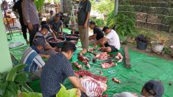Kisah Kurban Muhammadiyah Natuna: Dua Ekor Sapi, Solidaritas Pesisir, dan Kehangatan Gulai Aisyiyah
