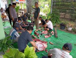 Kisah Kurban Muhammadiyah Natuna: Dua Ekor Sapi, Solidaritas Pesisir, dan Kehangatan Gulai Aisyiyah