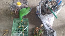Gagalkan Penyelundupan 12 Burung Langka di Sorong, Koarmada RI Perkuat Pertahanan Hayati Papua