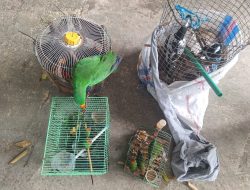 Gagalkan Penyelundupan 12 Burung Langka di Sorong, Koarmada RI Perkuat Pertahanan Hayati Papua